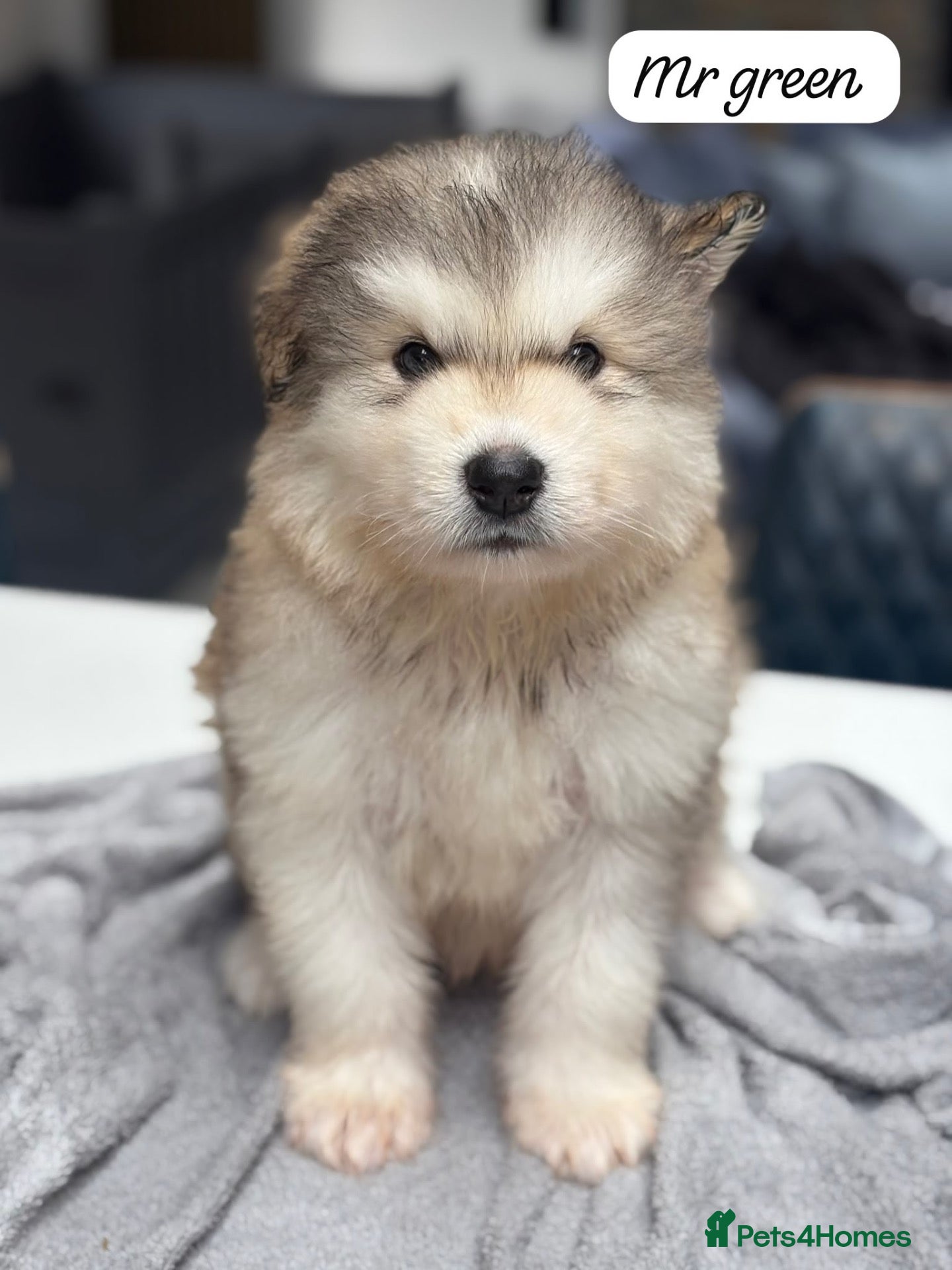 Alaskan Malamute dogs Behaviourist Raised Malamute Champion Line Pups  - Advert 1