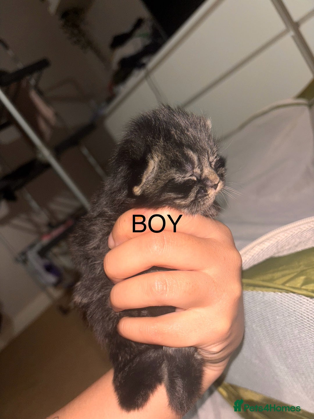 Maine Coon cats for sale: Mainecoon X Siberian  - Image 4