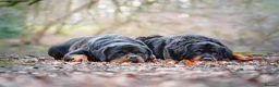 Rottweiler dogs for stud: KC Registered Health Tested Rottweiler Stud - Advert 7