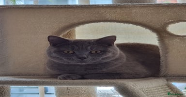 British Shorthair cats - Advert 4