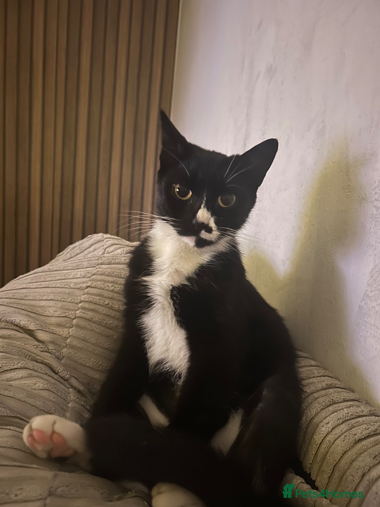 Domestic Shorthair cats 3 black and white kittens needing a loving home - Advert 1
