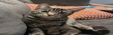 British Shorthair 1
