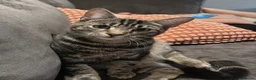 British Shorthair cats for sale: Floyd needs a loving home  in Newcastle upon Tyne - Advert 2