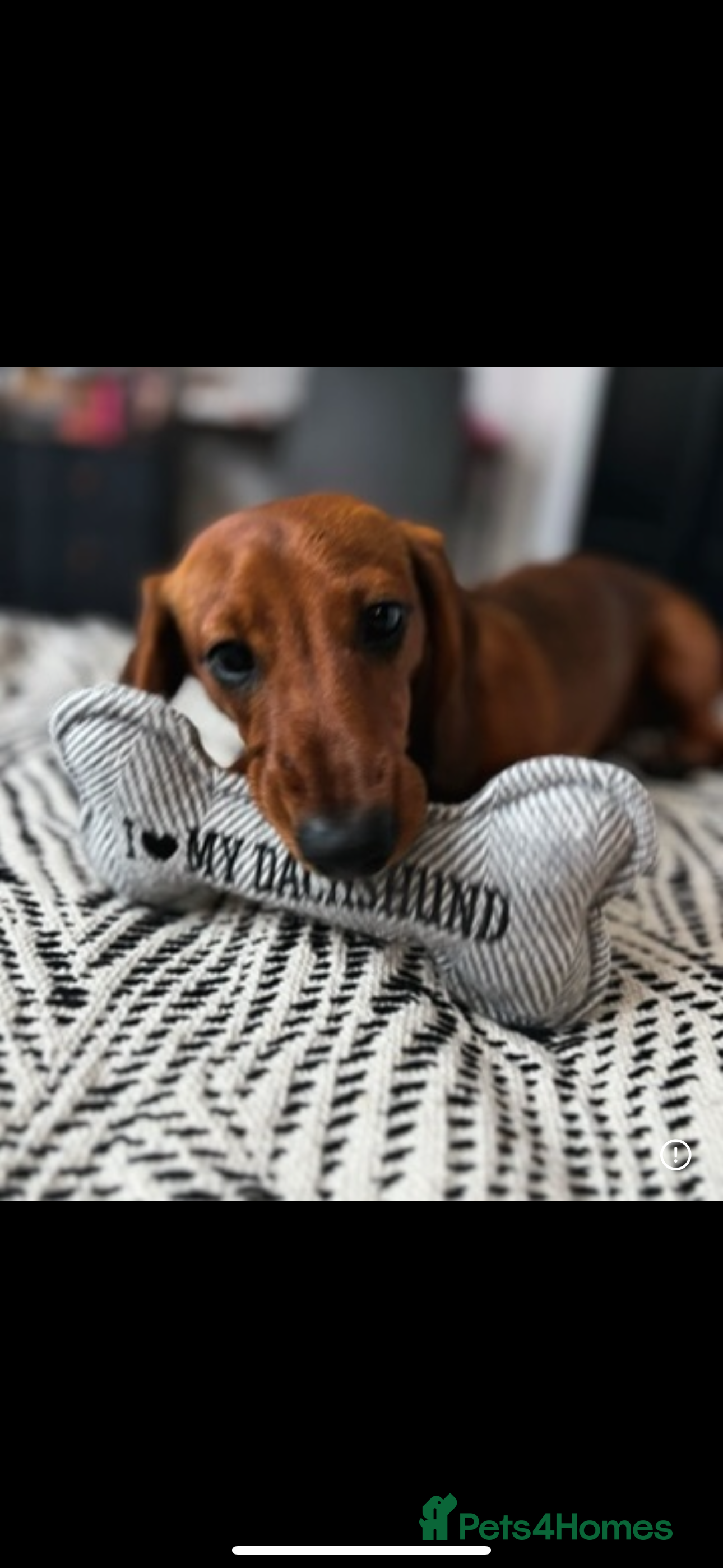 Miniature Dachshund dogs 2 year old male miniature dachshund  - Advert 3