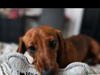 Miniature Dachshund dogs 2 year old male miniature dachshund - Advert 3