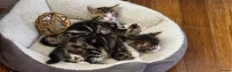 Mixed Breed cats for sale: 4 beautiful kittens - Advert 9