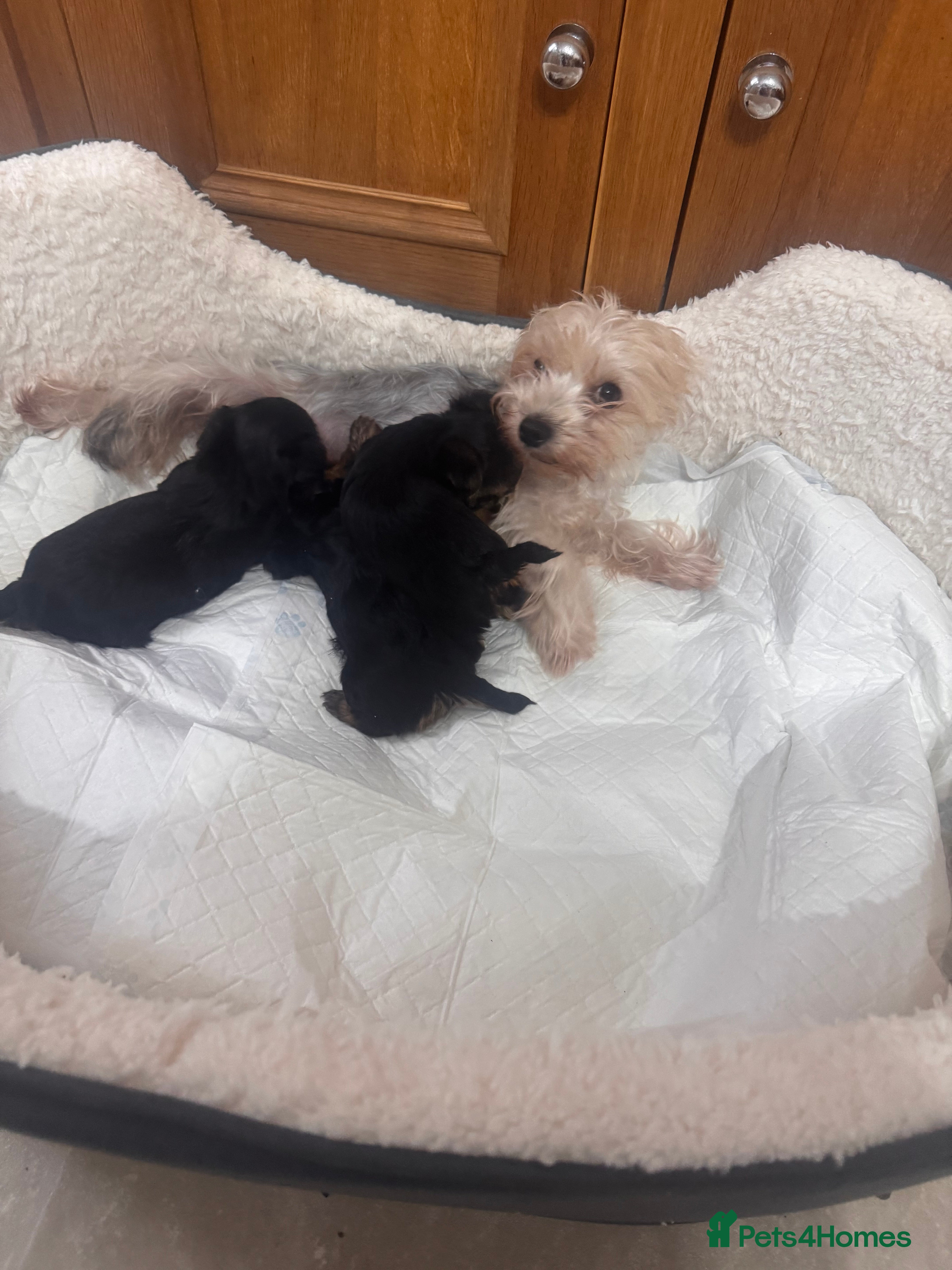 Yorkshire Terrier dogs Beautiful litter of mini Yorkshire terrier pups - Advert 2