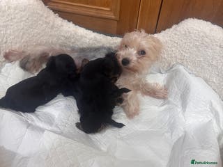 Yorkshire Terrier dogs SOLD beautiful litter mini Yorkshire terrier pups - Advert 4