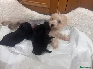 Yorkshire Terrier dogs SOLD beautiful litter mini Yorkshire terrier pups - Advert 7