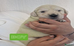 Golden Retriever dogs for sale: 🐾Pure Golden retrievers puppy🐾 - Image 17