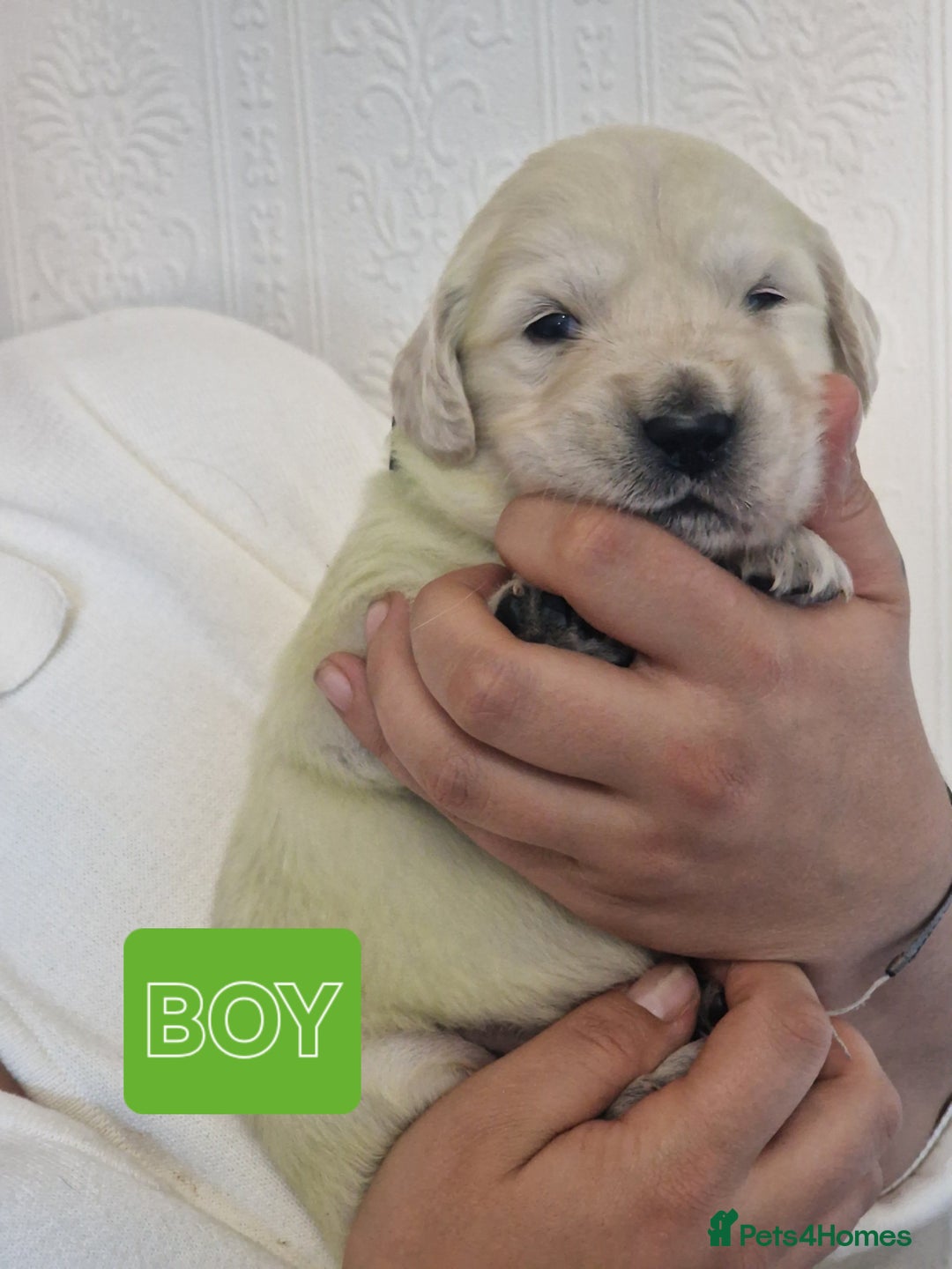 Golden Retriever dogs for sale: 🐾Pure Golden retrievers puppy🐾 - Image 17