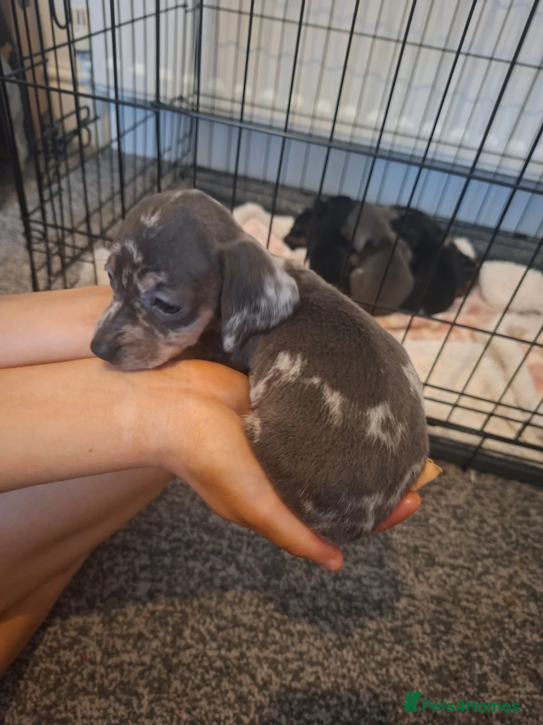 Miniature Dachshund dogs for sale: Miniature dachshund 5 left  - Advert 9