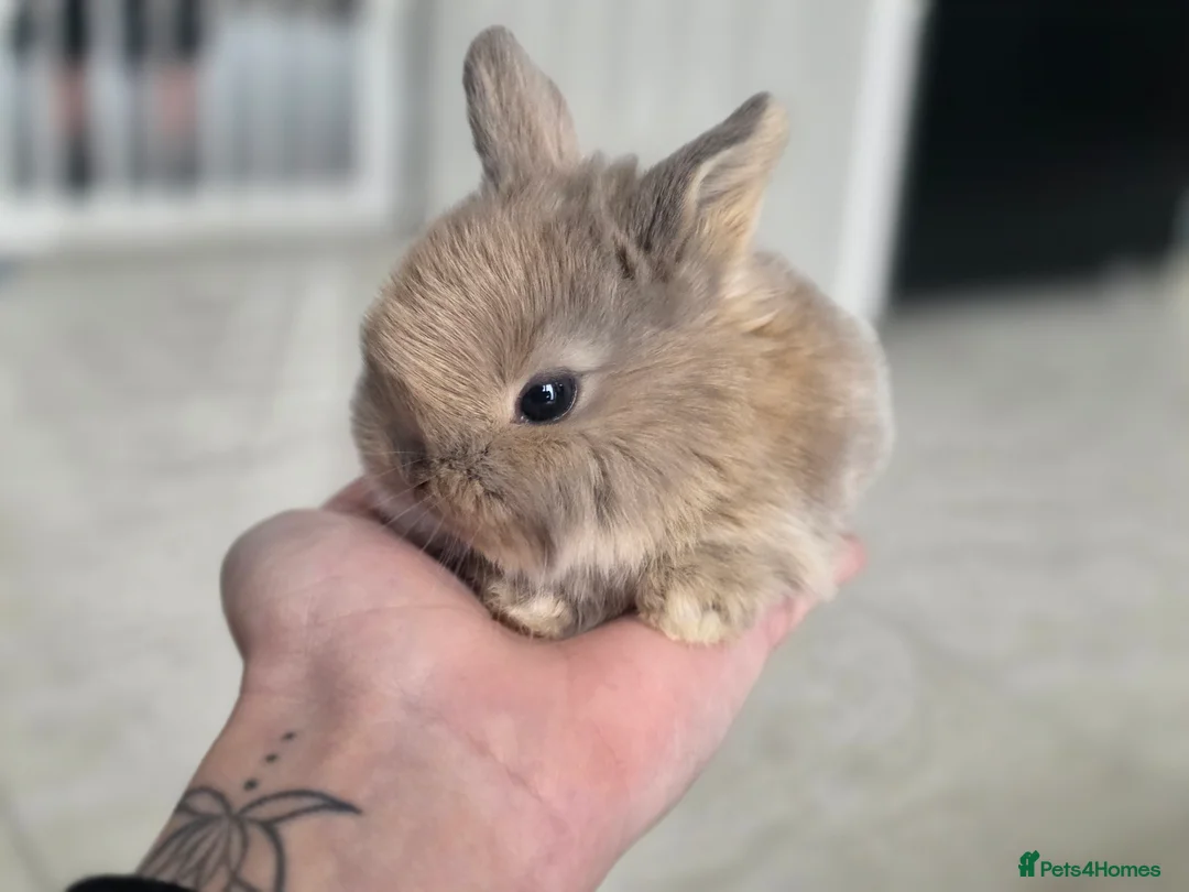 Mixed Breed rabbits for sale: Mini lop x lionhead  - Advert 2