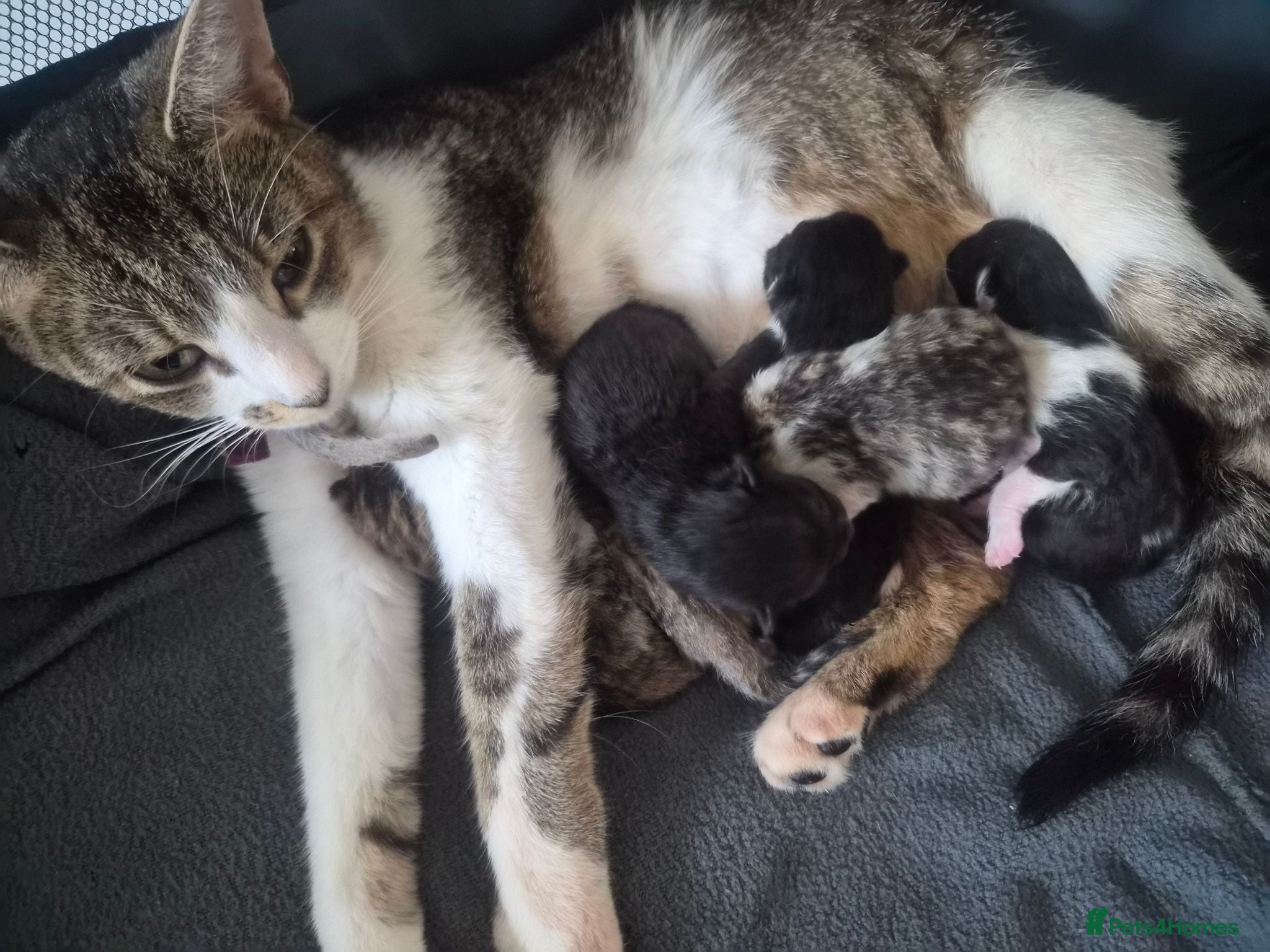 Mixed Breed cats Kittens to find their forever homes in September  - Advert 1