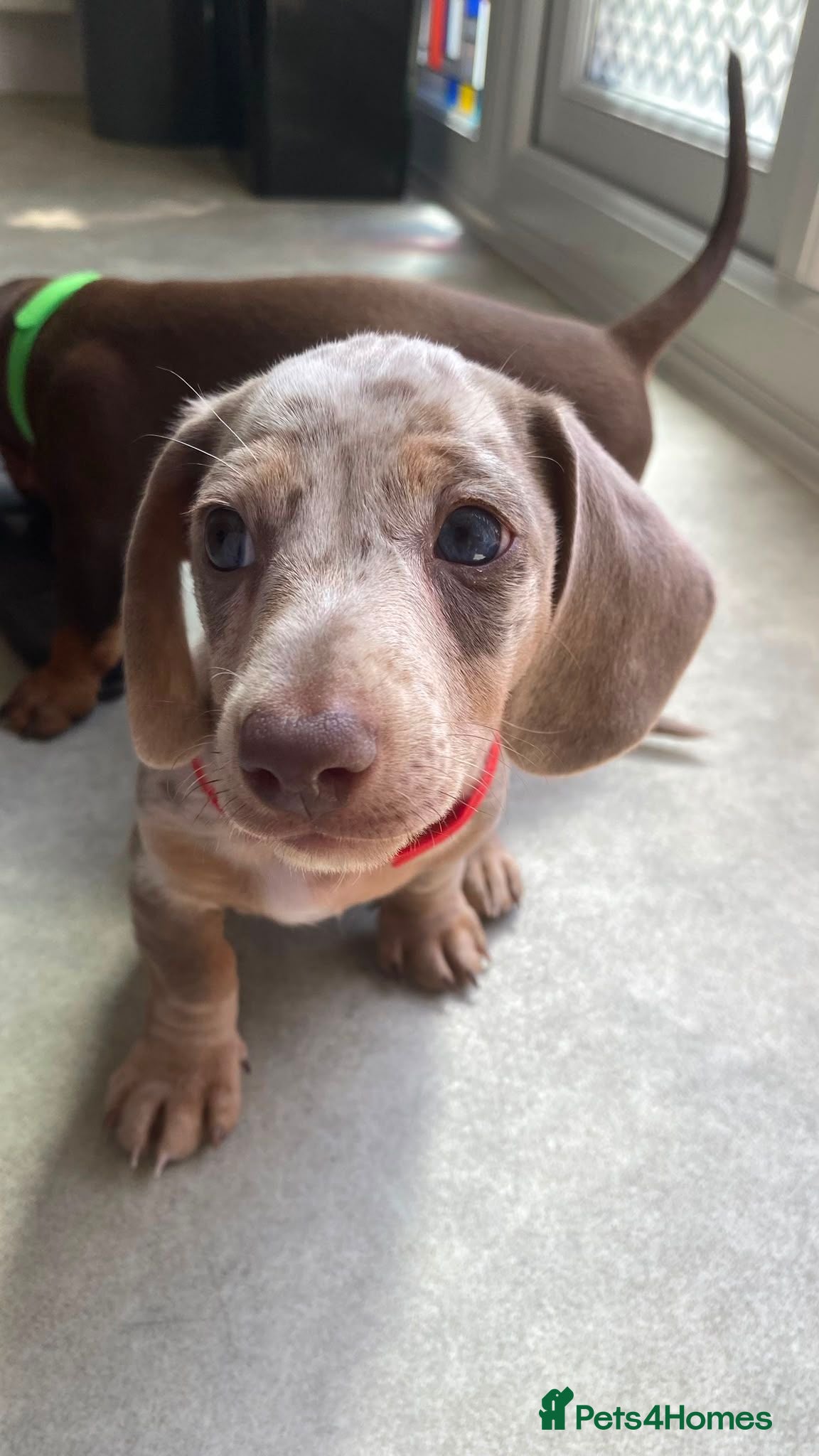 Dachshund dogs 2 stunning boys left ready to leave now 💙🩵 - Advert 1