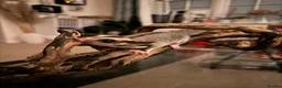 Sugar Glider rodents for sale: Female Sugar Glider  - Advert 2