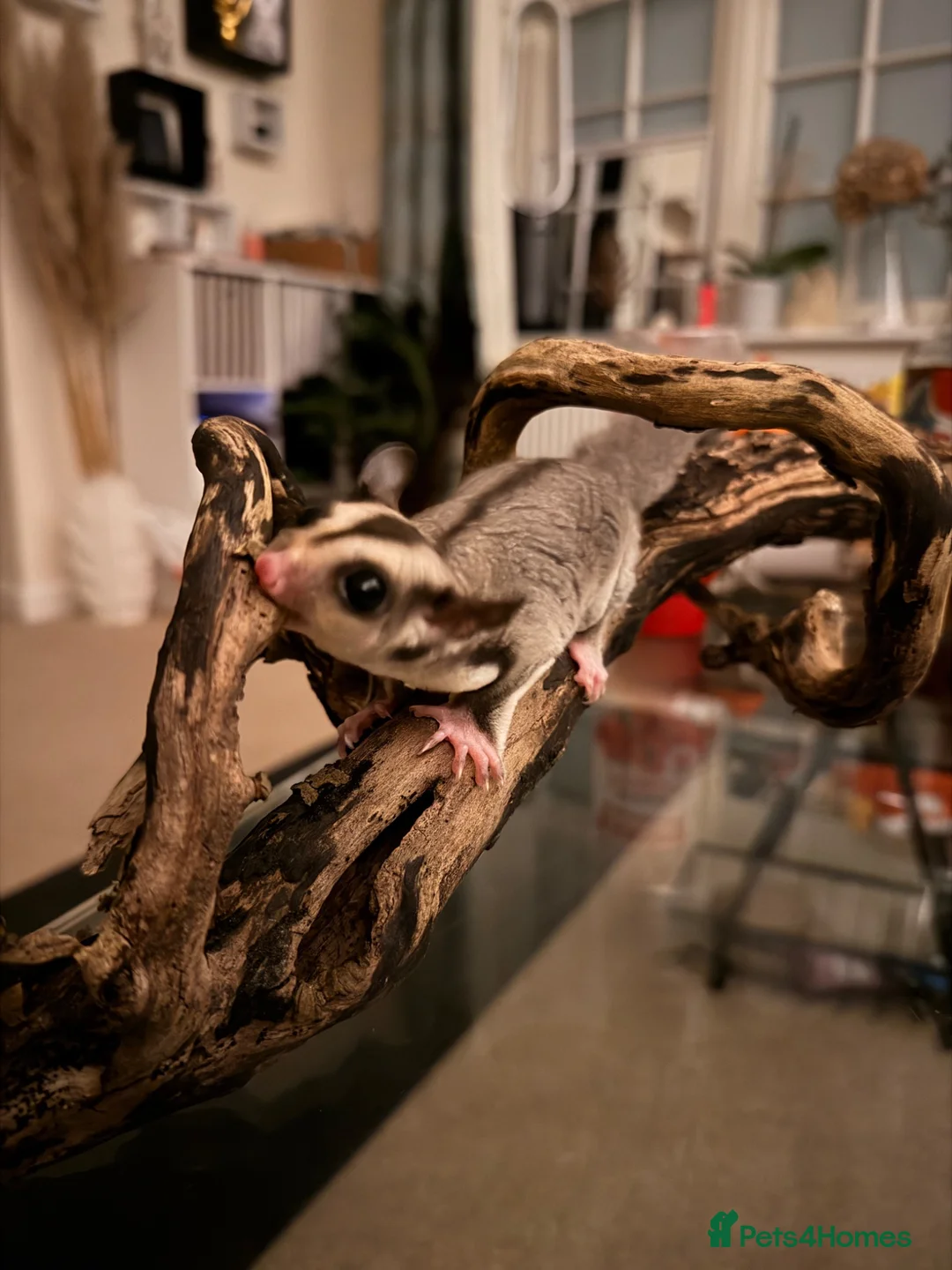 Sugar Glider rodents for sale: Female Sugar Glider  - Advert 2