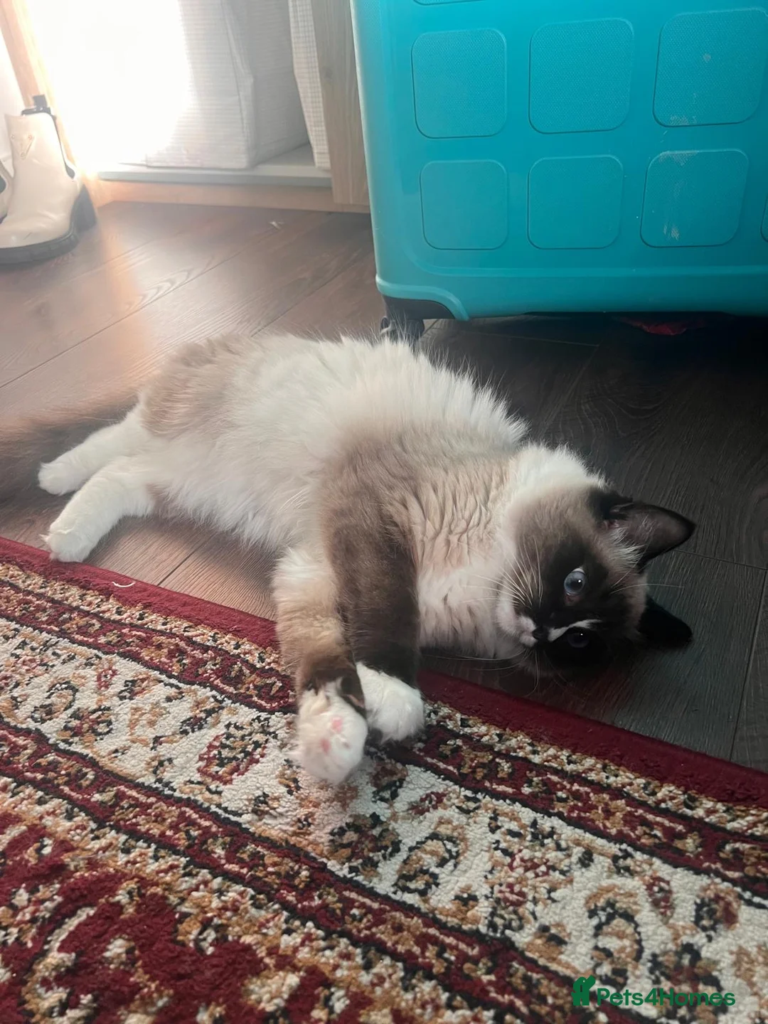 Ragdoll cats for sale: playful male ragdoll kitten - Advert 1