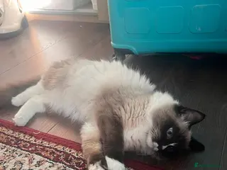 Ragdoll cats playful male ragdoll kitten - Advert 8