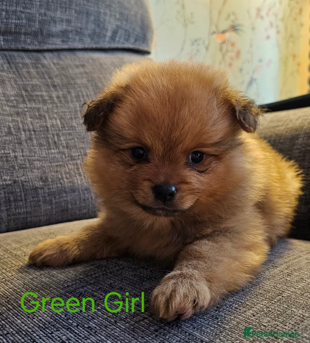 Pomeranian dogs for sale: 4 baby pomeranians for sale - Advert 40