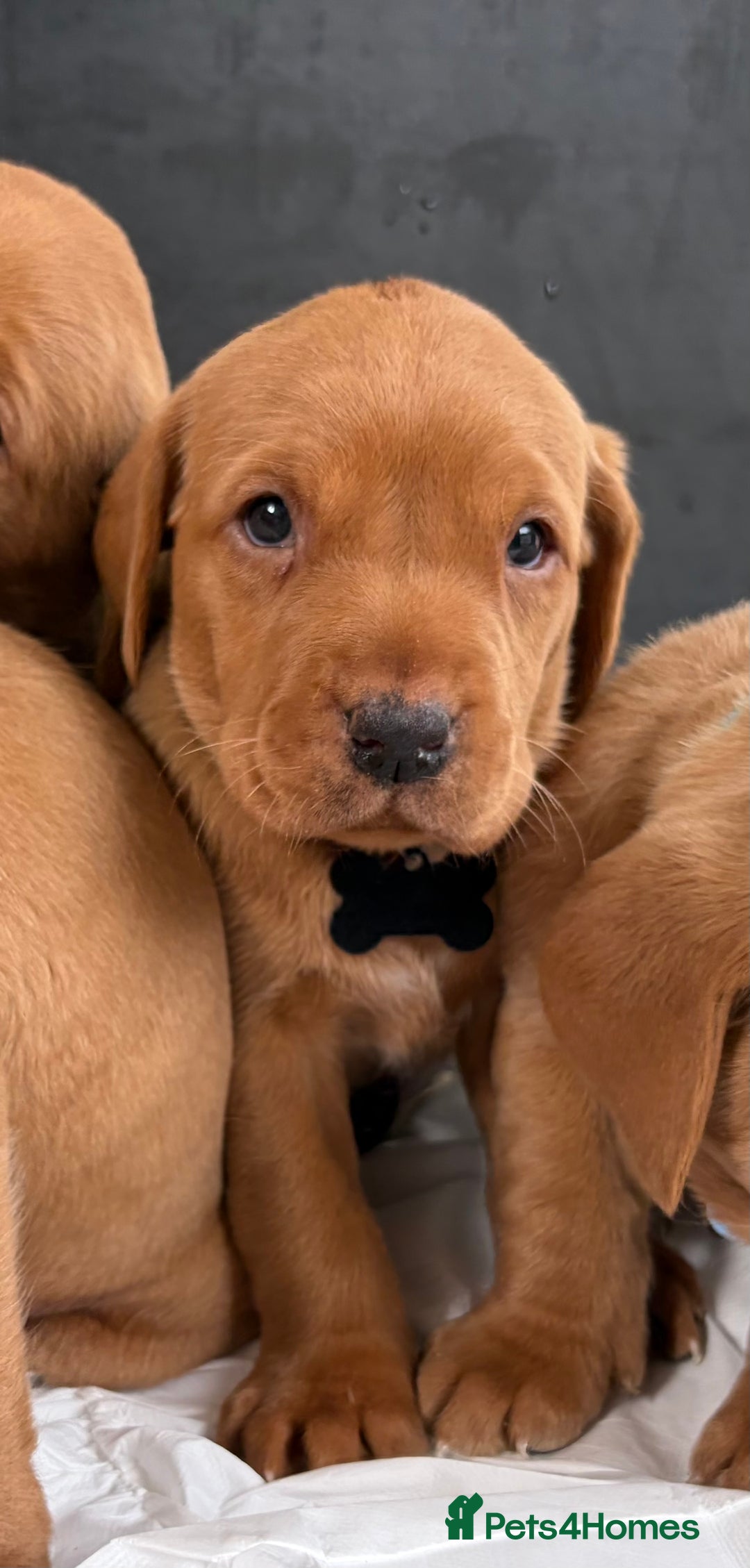 Labrador Retriever dogs for sale: Kc fox red Labrador puppies ready this weekend - Image 5