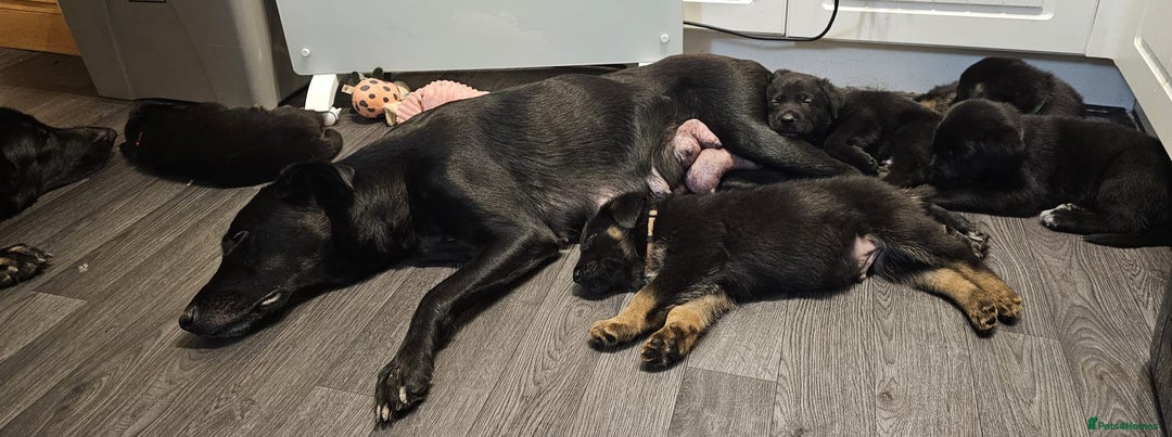 Mixed Breed dogs for sale: German Shepherd x lab pups for sale - Advert 15