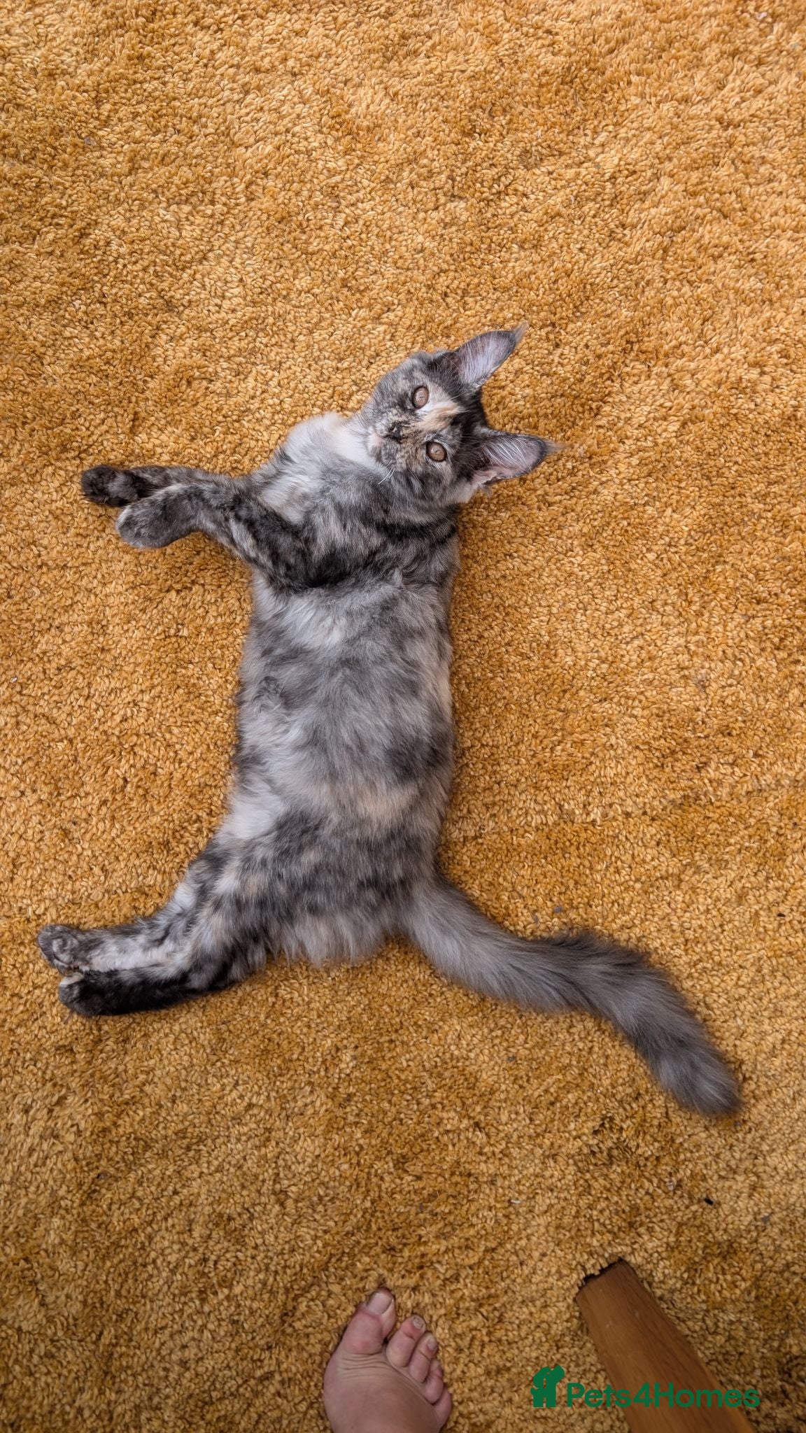 Maine Coon cats Pedigree Maine coons kittens Tica registered - Advert 2