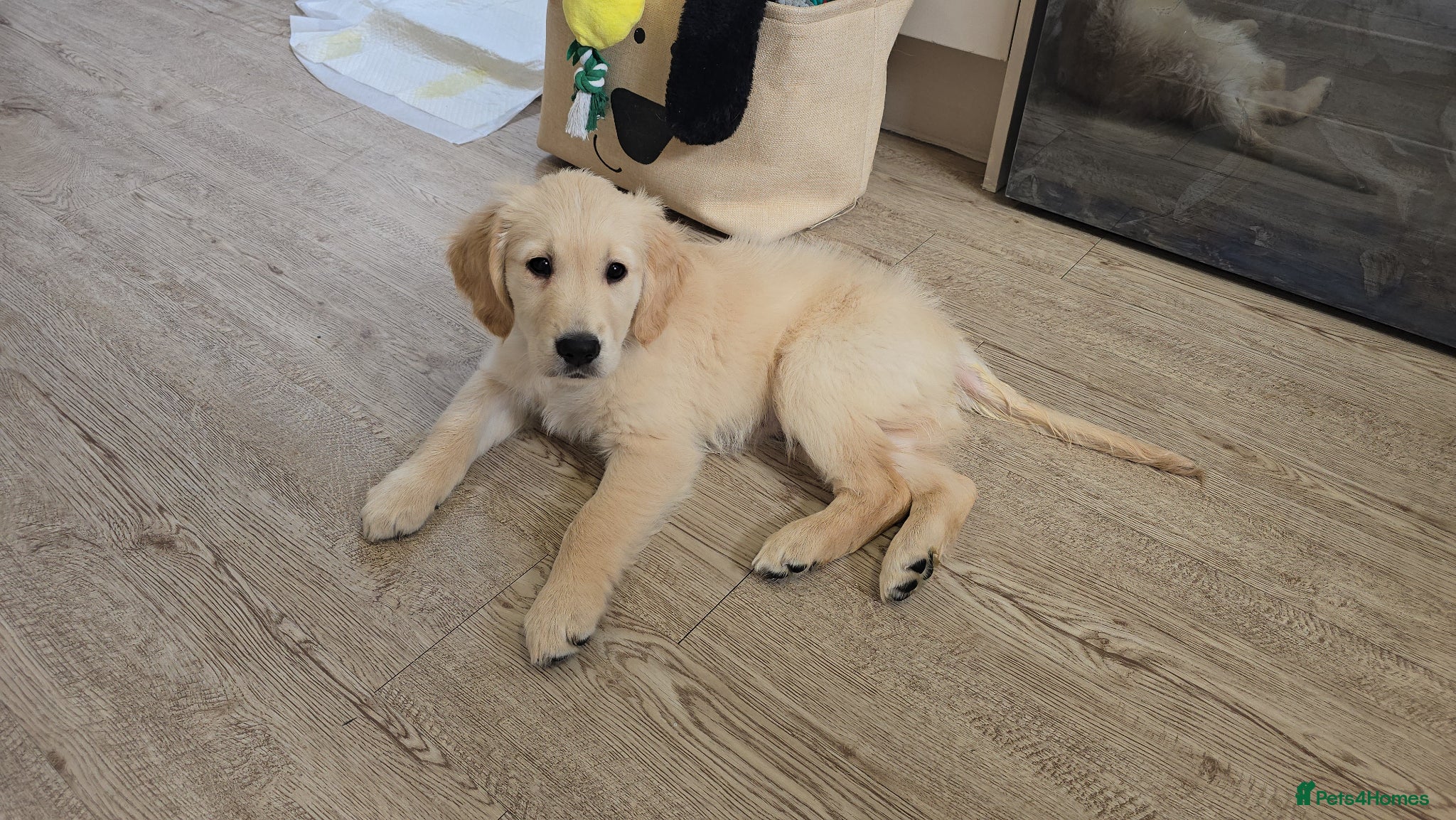 Golden Retriever dogs 2 gorgeous male puppies - Advert 4