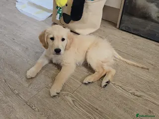 Golden Retriever dogs 2 gorgeous male puppies - Advert 4