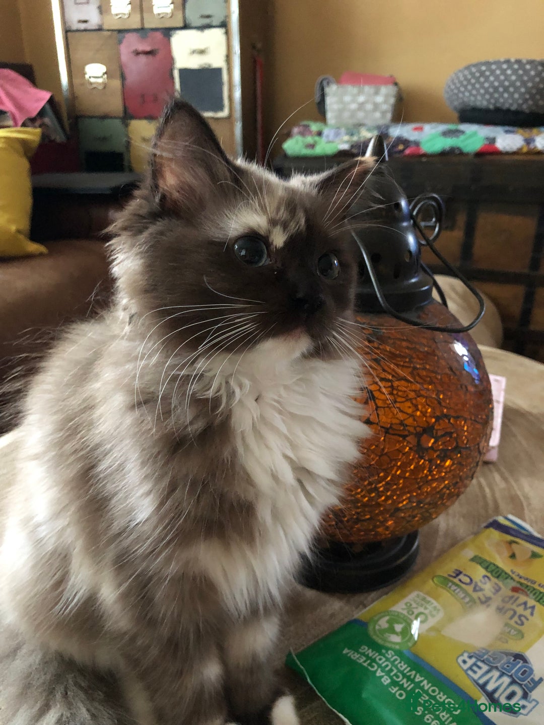 Ragdoll cats for sale: Tica reg seal sepia Cherubim Ragdoll year old girl - Advert 11