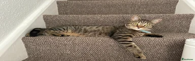Bengal 