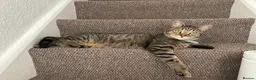 Bengal cats for sale: Steve - Advert 2