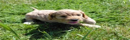Cavapoo dogs for sale: Fluffy Cockalier-a-Poo Puppies – Ready Soon! - Advert 6