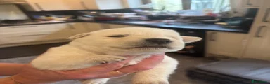 Sheprador 9
