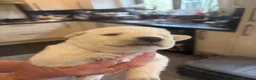 Sheprador dogs for sale: 10 Chunky Sheprador  in Llangadog - Advert 4
