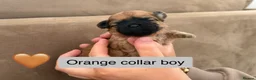 Shih Tzu dogs for sale: Shihtzu puppies - Advert 3