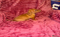 Mixed Breed dogs for sale: Chiweenies for sale - Advert 4