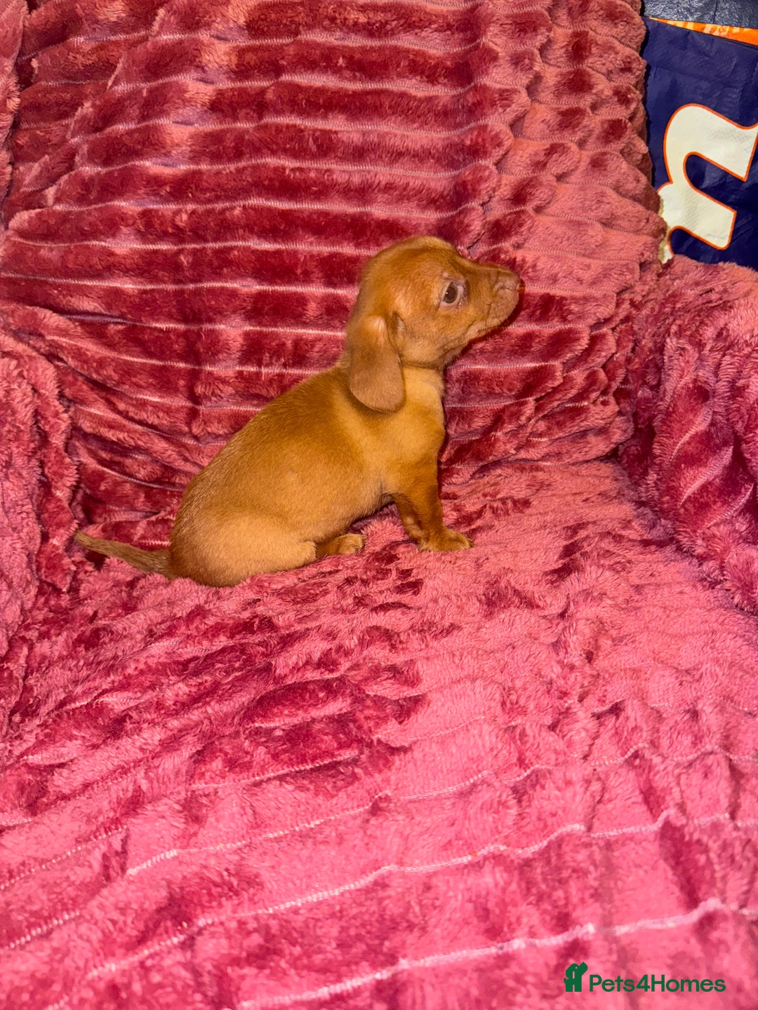 Mixed Breed dogs for sale: Chiweenies for sale - Advert 4