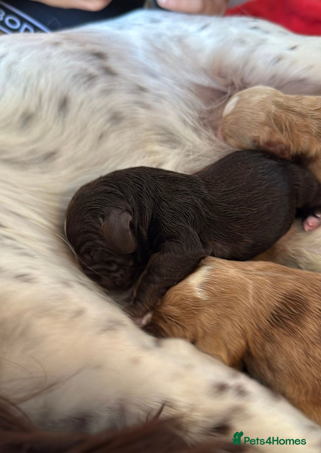 Cocker Spaniel dogs for sale: Litter of 6 - Image 3
