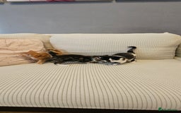 Domestic Shorthair cats for sale: 4 Adorable boys Looking for a Loving Home - Image 3