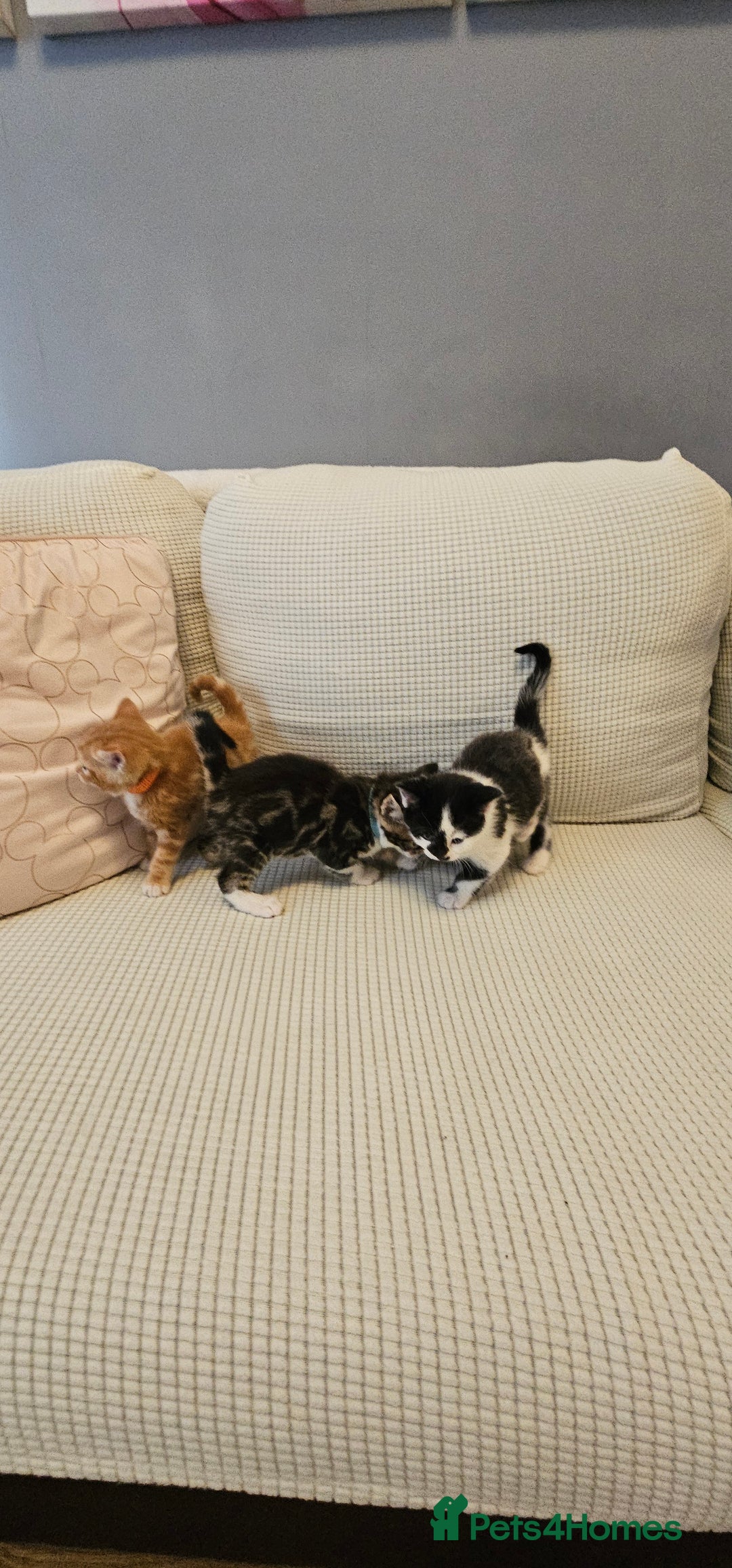 Domestic Shorthair cats for sale: 4 Adorable boys Looking for a Loving Home - Image 3