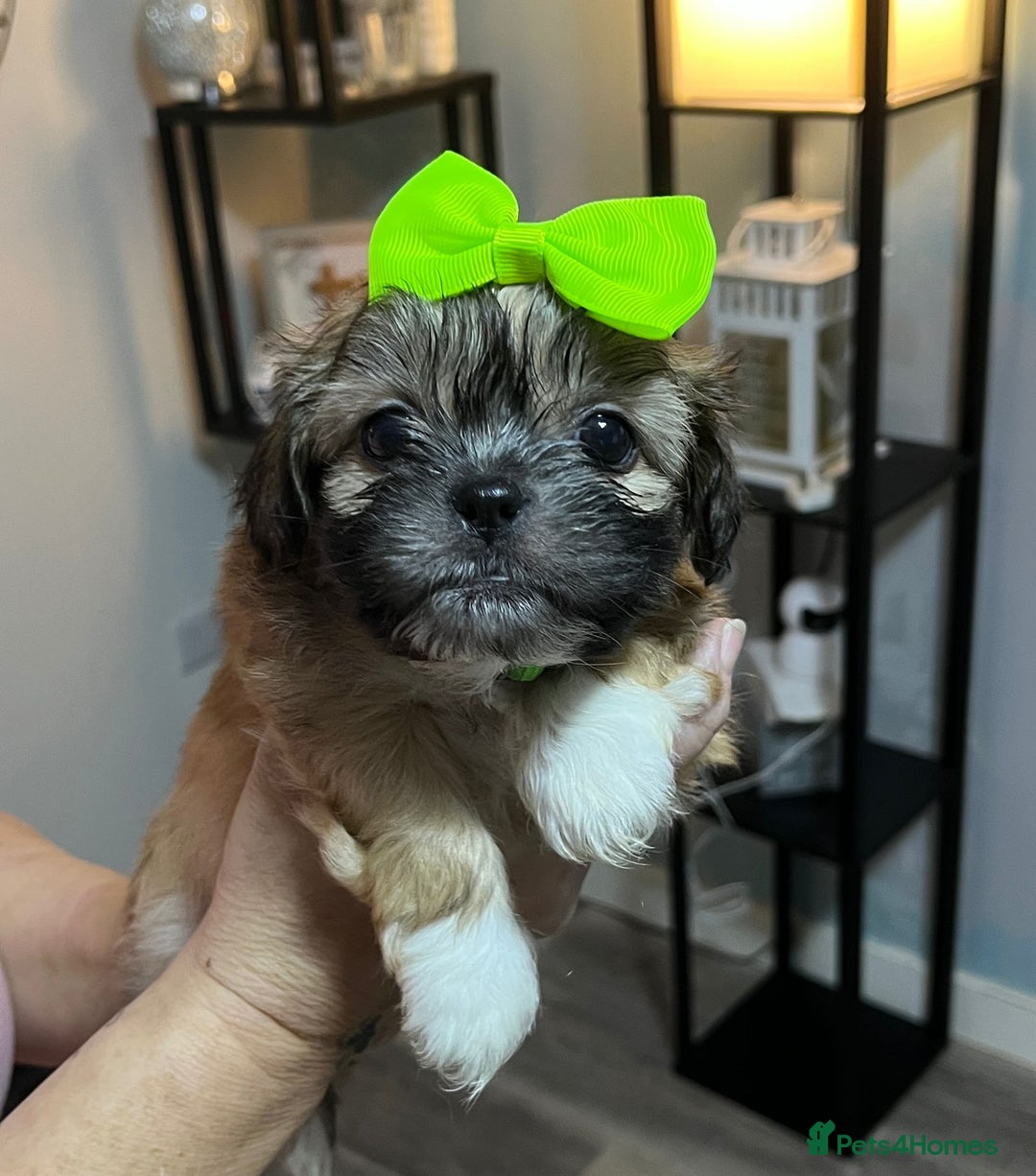 Shih Tzu dogs for sale: Shih tzu pups - Advert 4