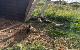Chickens poultry for sale: Young cockerels for new home - Image 4