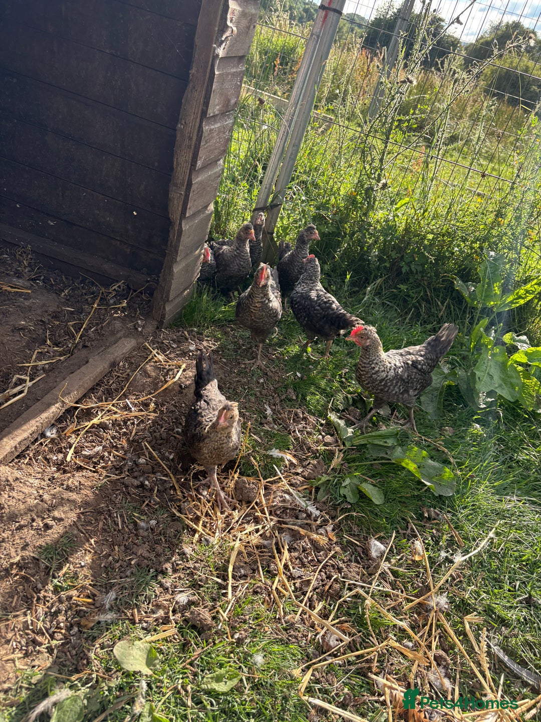 Chickens poultry for sale: Young cockerels for new home - Image 4