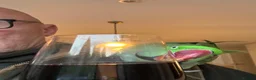 Parrots birds for sale: Alexandrine parrot male in Banstead - Advert 3