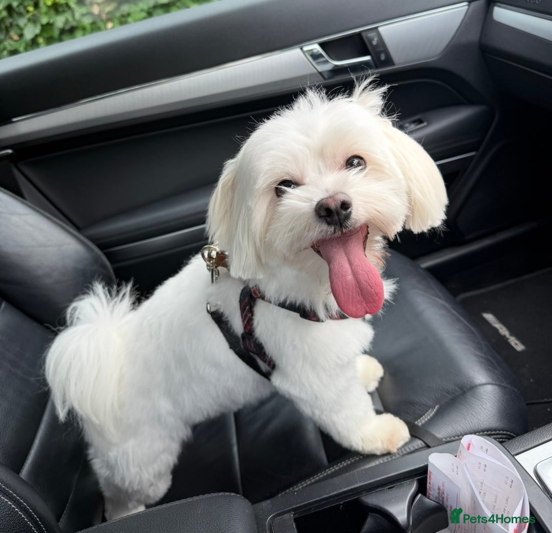 Maltese dogs for stud: MALTESE FOR STUD - FULLY HEALTH TESTED - Advert 4