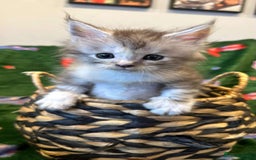 Maine Coon cats for sale: Gorgeous Registered Maine Coon Kittens  - Image 10