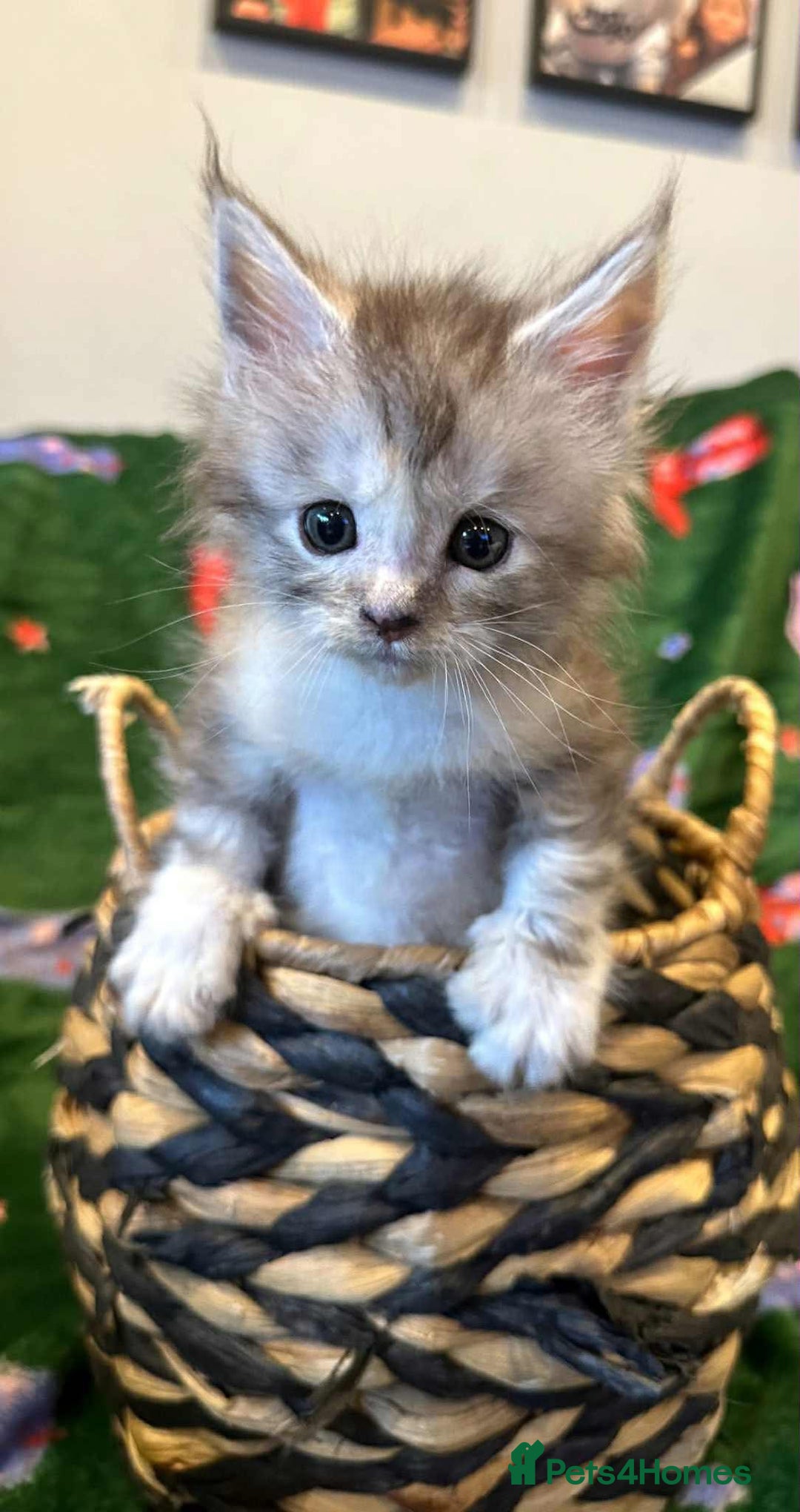 Maine Coon cats for sale: Gorgeous Registered Maine Coon Kittens  - Image 10