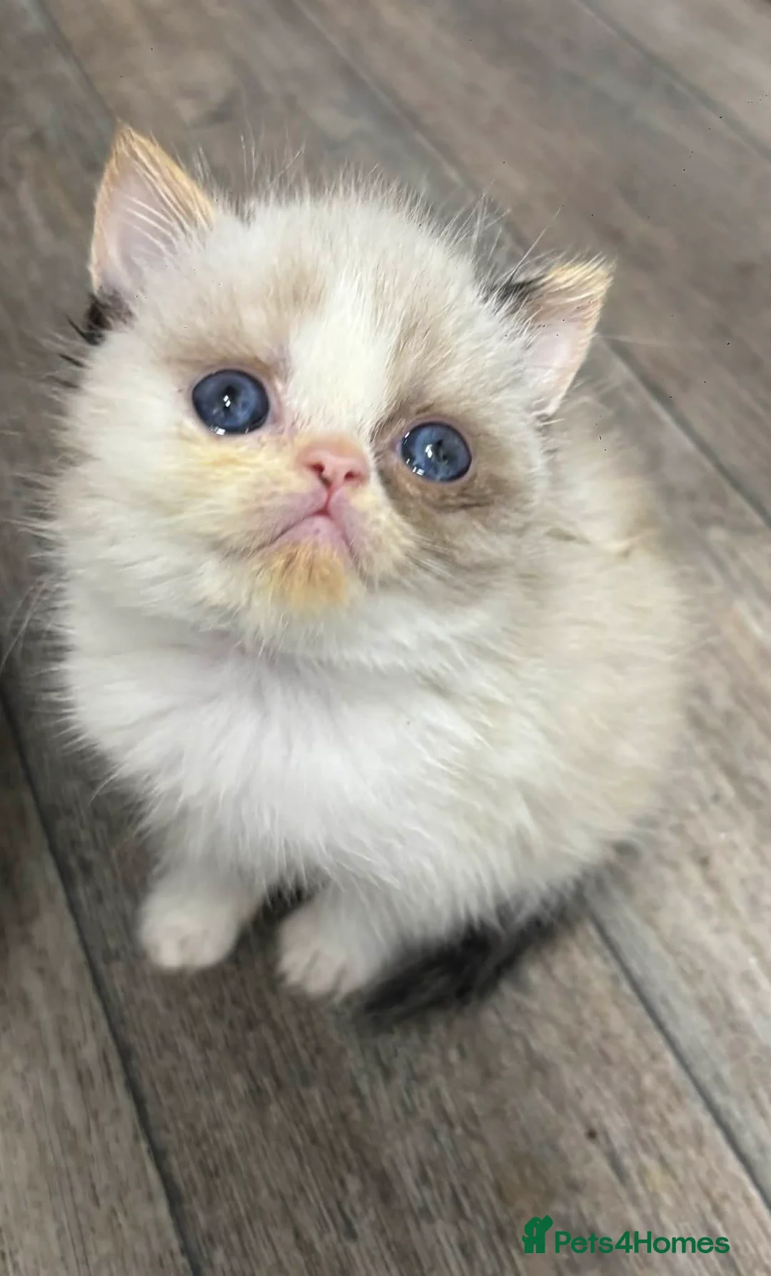 Exotic cats for sale: Wooly whiskers chattery exotic female  - Advert 1