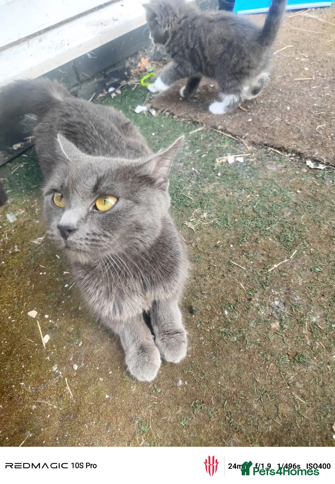 Russian Blue cats for sale: Russian blue kitten  - Advert 1